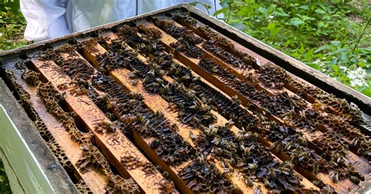 Cultivating the next generation of beekeepers