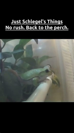 Just Schlegel's Things — No rush. Back to the perch.🐸🇯🇵#cute