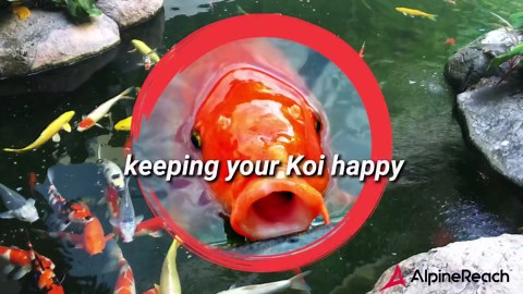 AlpineReach Koi Pond Netting Kit 15 x 20 ft Black Heavy Duty Woven Fine Mesh Net Cover for Leaves - Protects Koi Fish from Blue Heron Birds, Cats & Predators – Reusable & Stakes Included