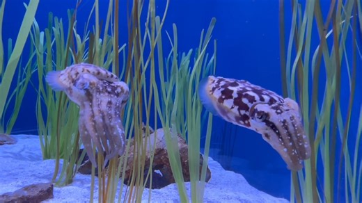 11K views · 348 reactions | Sobela Ocean Aquarium’s dwarf cuttlefish...