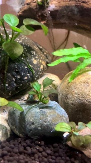 I found the best algae eater! Name in the description…