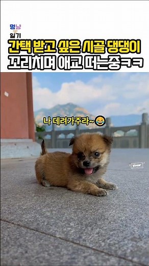 🐶시골 댕댕이가 간택 받는 법ㅋ 처음보는 시골 강아지의 폭풍 애교ㅋ #강아지 #귀여운강아지 #웃긴강아지 #웃긴동물 #귀여운동물 #시골강아지 #시고르자브 #강아지영상 #강아지반응