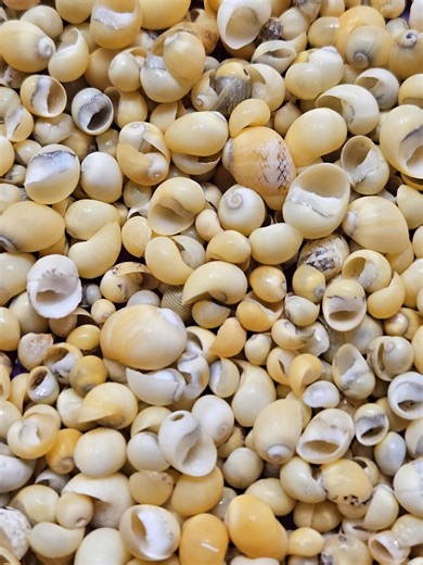 Vintage Yellow Periwinkle Shells, Littorina Obtusata, Flat Periwinkle, Green, Black Multi, White - Etsy