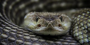 How to Avoid and Treat Rattlesnake Bites