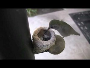 Baby Hummingbirds Hatched Today!