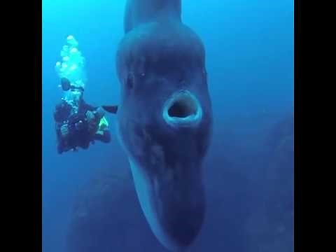 Pesce Luna (moonfish)