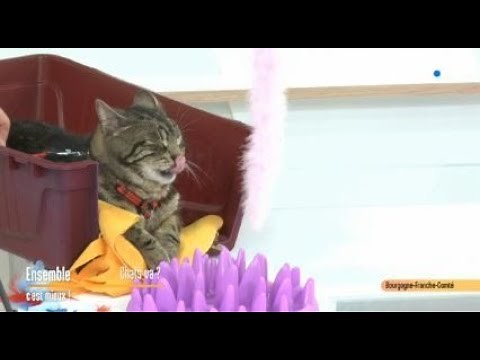 Tout savoir sur les chats !