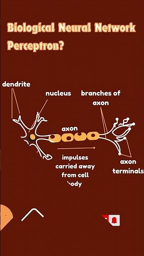 What is Perceptron in Deep Learning | #perceptron #neuralnetworks #deeplearning #machinelearning