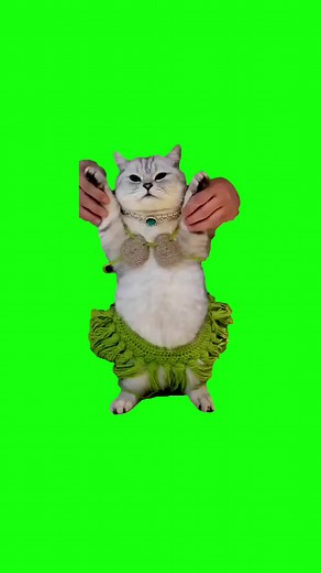 Cat Belly Dancing | Green Screen #cat #catmeme #dance #memes #viral #fyp #bellydance #meme