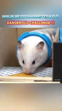 The owner gave the hamster a challenge. #challenge