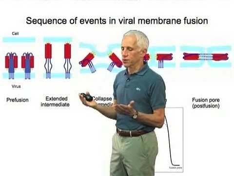 Viral membrane fusion - Stephen Harrison (Harvard/HHMI)