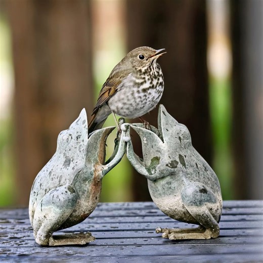 Hermit thrush bird identification