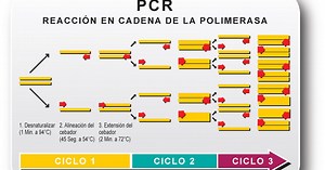 TÉCNICA DE LA PCR