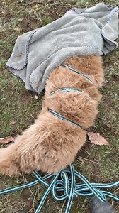 This is completely safe for the calf. This is to reset him. It worked, and he is doing well! My little bull calf born 2 days ago has been a bit slow…he’s also had rapid abdominal breathing but doesn’t seem in distress and has still been nursing, just not as vigorous as I would like to see. Thanks to the Miniature Highland, Highpark, White Galloway Breeders Page 🐮💕🐮 for always sharing helpful tips. I didn’t get a very long squeeze in but when I did release him, he did head right to the milk ba