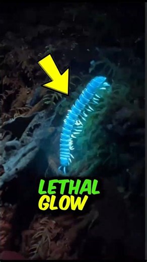 Top 3 Glowing Things in Nature That Look Beautiful… But Feel Wrong☠️