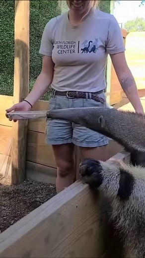 Anteater | One Of The Most Bizarre Animals #anteater #animal #documentary #animalfacts #fyp | Nature Lens