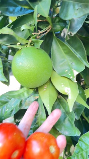 26 reactions · 41 comments | Daming bunga ng dwarf orange. #orange #fblifestyle #highlight | Ruby Paglalunan Hodges | Facebook