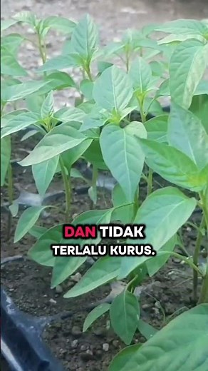 Characteristics of Healthy Chili Plant Seeds #penagarden #mychiliplants #chili