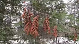 Winter plant identification gives a different perspective