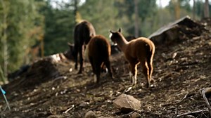 298K views · 18K reactions | Lee Asher rescues an abandoned one-horned ram named Aries in hopes he will thrive at The Asher House. #Rescue #Storytime #RescueStory #Animals #AnimalLover | Animal Planet | Facebook