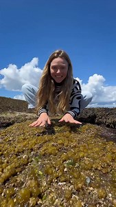 They’re like BRAINS 🧠!! This spongy and squishy ocean seaweed is called sea cauliflower, but they look a lot more like brains than cauliflowers! Have you seen them before?! #seaweed #biodiversity #nature #ocean #marinebiology | The Nature Educator