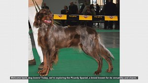 Picardy Spaniel: Pros and Cons of This Charming Breed