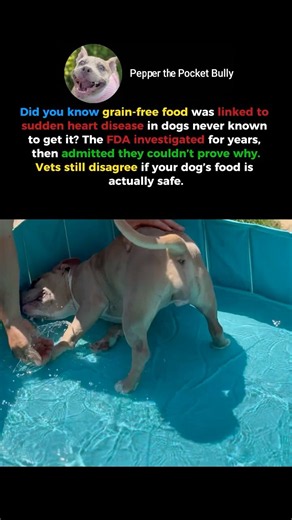 Stop Feeding This To Your Dog Immediately #doghealth #petcare #warning