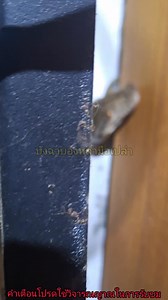 7.6M views · 10K reactions | #python #snake #super #nature #fyp | บังฉา บองหลามือเปล่า | Facebook