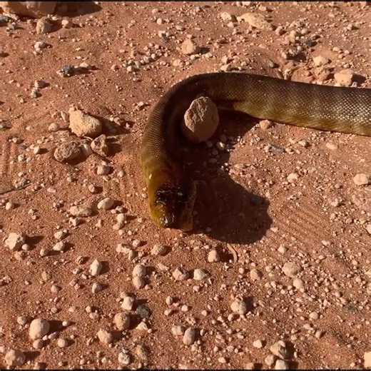Big snake saved from the road.