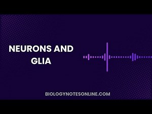 Neurons and Glia