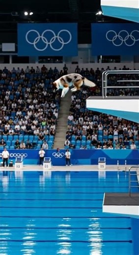 Australian Shepherd Prepares for Epic Olympic Dive | A-Z Animals
