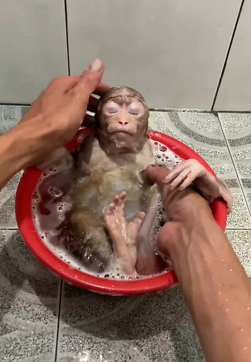 Bibi the Monkey's Relaxing Bathtub Moments