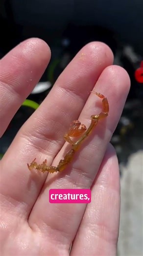 Why These Shrimp Are Basically Invisible #nature #science