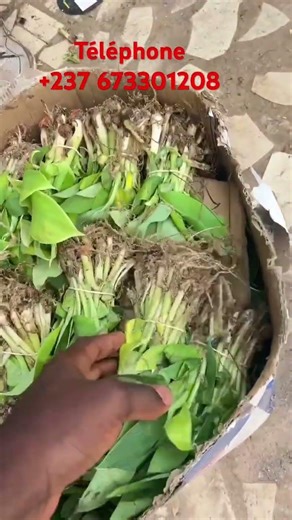 Plantain banana cultivation in Cameroon +237 673301208