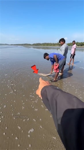Beach day with a purpose: Saved 100+ jellyfish from being stranded#shorts #animals #jellyfish #fish