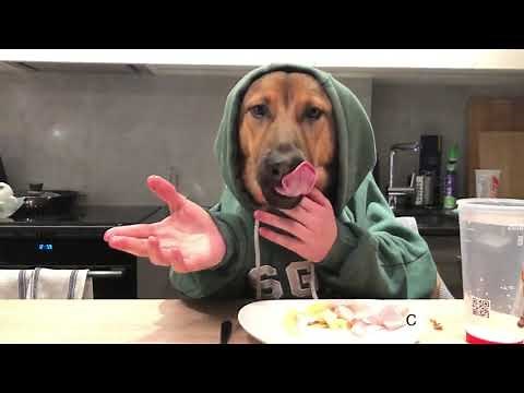 funny video of my dog wearing a hoodie eating at dinner table