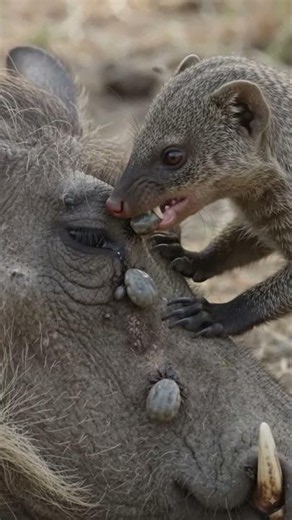 Tiny Mongooses Clean a Warthog #mongoose #warthog #wildlife #animalfacts #nature #shorts