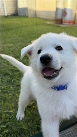 #coversong #love #lovedogs #dogylover #youtubeshorts #viralvideo #viralsong #motivation