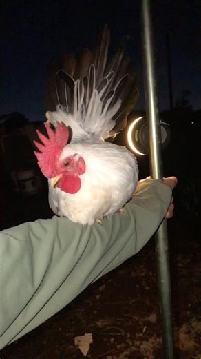 セラマ飛ぶ可愛い#duck #gachua #cute #birds #music #animals #serama #セラマ #チャボ #pets #gacanh #gakieng #mypetdn