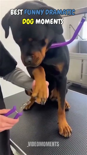 These Dogs Are The Most Dramatic Ever 😂 #dog #funny #usa