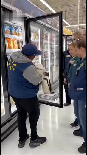 A penguin that vanished from an animal exhibit six months ago was discovered standing inside a freezer at the Branson Walmart. Officials say the bird is healthy and has been safely returned to handlers. 🐧 #Branson #Missouri #BreakingNews #ViralVideo | Branson Area Breaking News