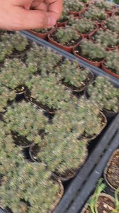 99％人没见过!小时候会长翅膀的 世界上最大仙人掌：巨人柱 | Cactus Boy Nursery