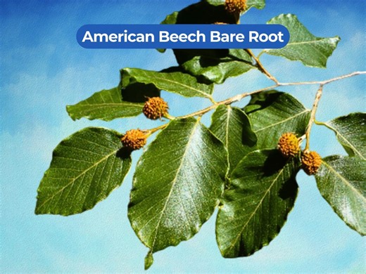 1 American Beech Bare Root Tree - Fagus Grandifolia 6-12 Inch Starter - Etsy