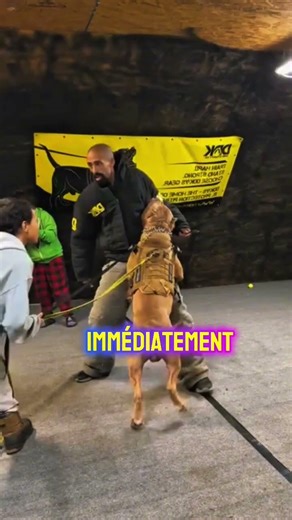 Un militaire teste les compétences de ce son chien militaire ( expliqué )