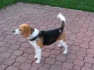 Beagle Howling