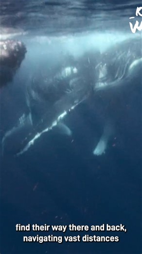 Long-distance animal migrations are truly amazing, especially in the ocean. How do these creatures navigate such vast distances with such precision? It's a riddle of sensory and behavioral biology. #AnimalMigration #MarineLife #OceanWonders #Wildlife #Nature | Real Wild