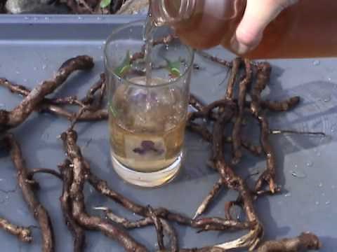 Edible Plants: Sassafras