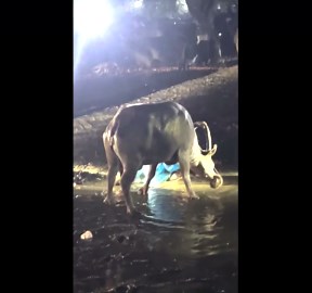 Out-of-control buffalo attacks two residents during rampage