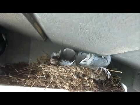 Magpie KILLS and STEALS four Barn Swallow Chicks