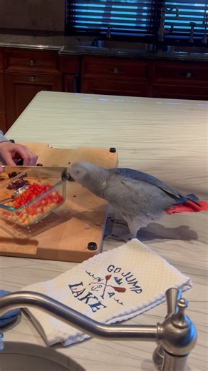 Just an angry bird demanding his dinner 🤣 #africangrey #parrot #funnyvideos #cuteanimal #angrybirds | The Parrot Lady